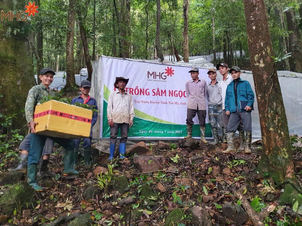 Dự án trồng sâm Ngọc Linh tại Quảng Nam và Kon Tum của MHG